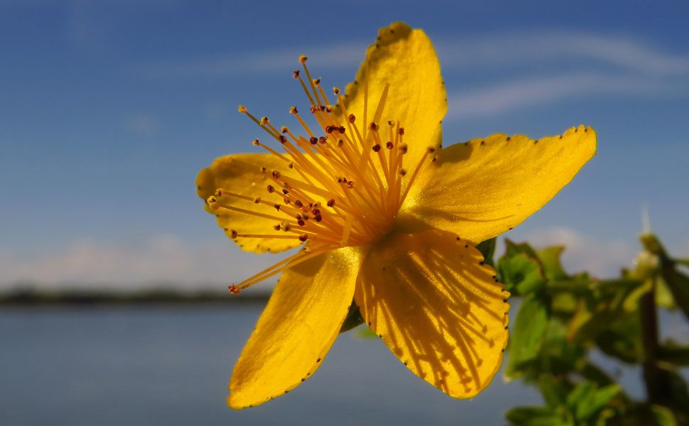 Solsticio de Verano: Una Noche de Tradición y Unión