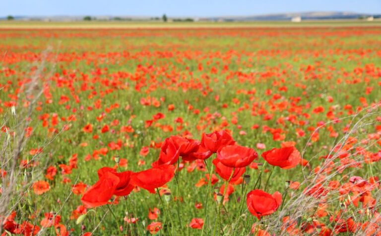 Recrea el Ambiente de la Toscana y la Primavera de Umbría en tu Propia Casa