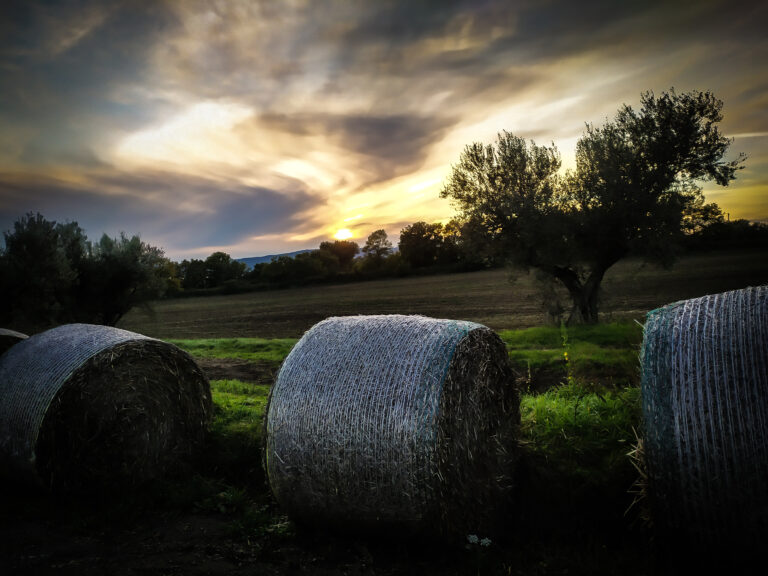 The Symphony of Well-Being: Harmony, Spirituality, Health, and Longevity