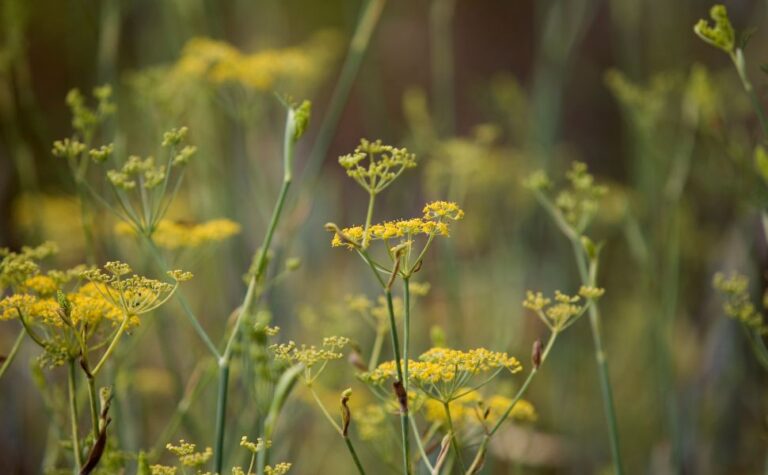 A Day of Wild Fennel Harvesting in Bolsena