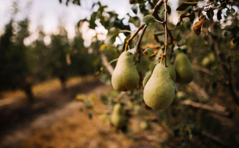 A Slow-Living Morning in Tuscany: Embracing the Essence of Fall